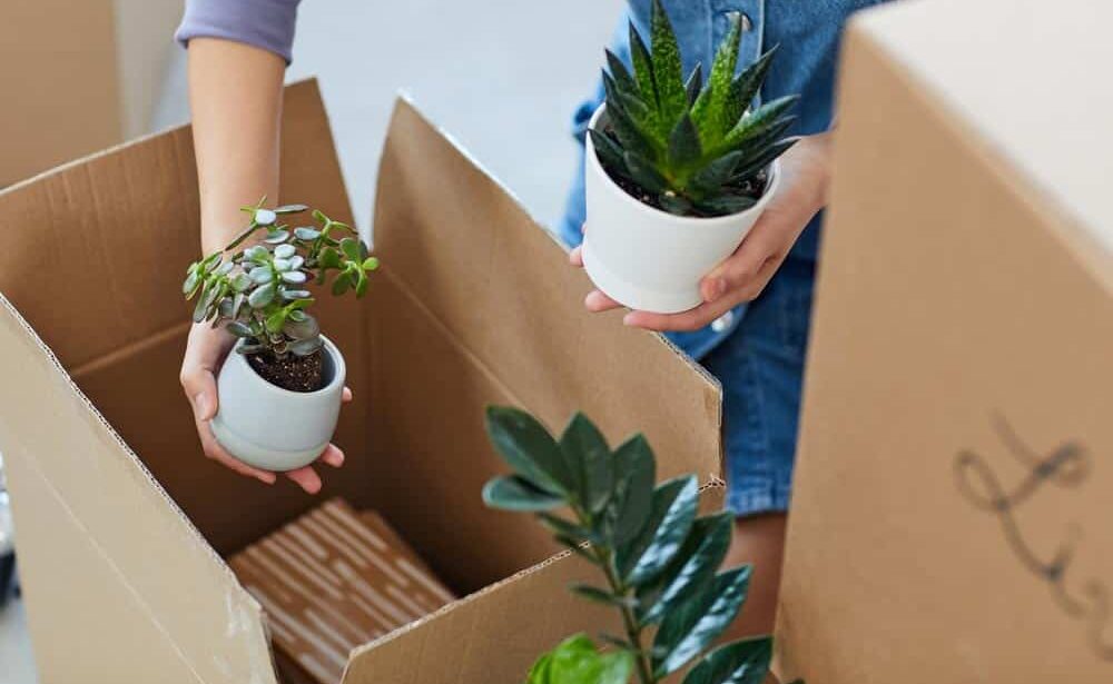 Moving houseplants: get useful info