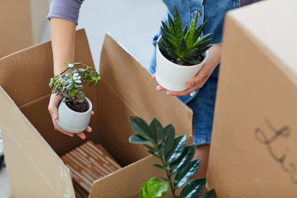 Moving houseplants: get useful info